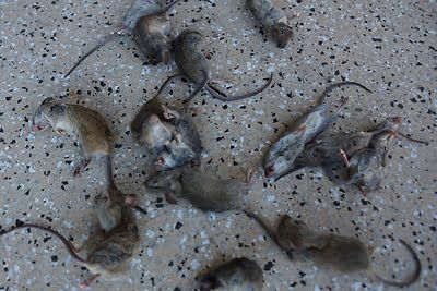 rodent trapping