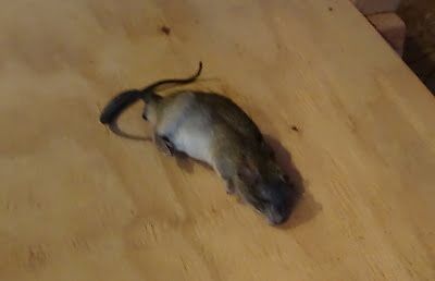 rodent trapping